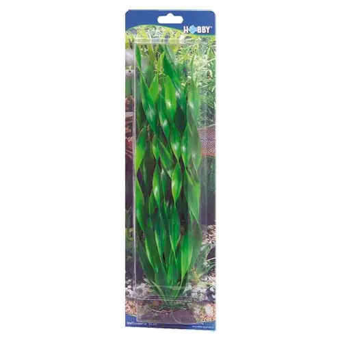 Aktuell HOBBY Plant Vallisneria 60 Centimeter Aquarieneinrichtung
